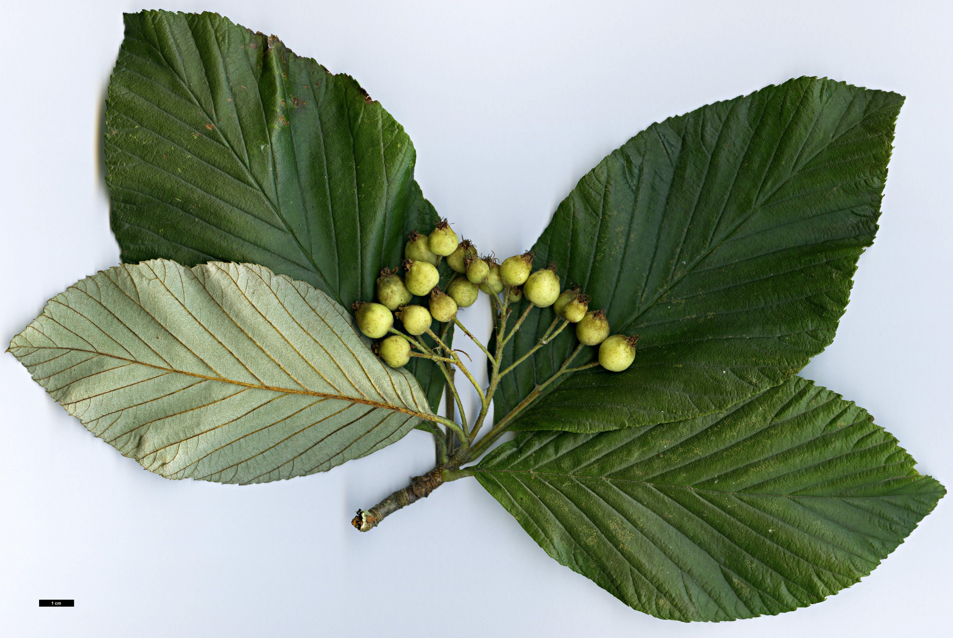 High resolution image: Family: Rosaceae - Genus: Sorbus - Taxon: atrosanguinea